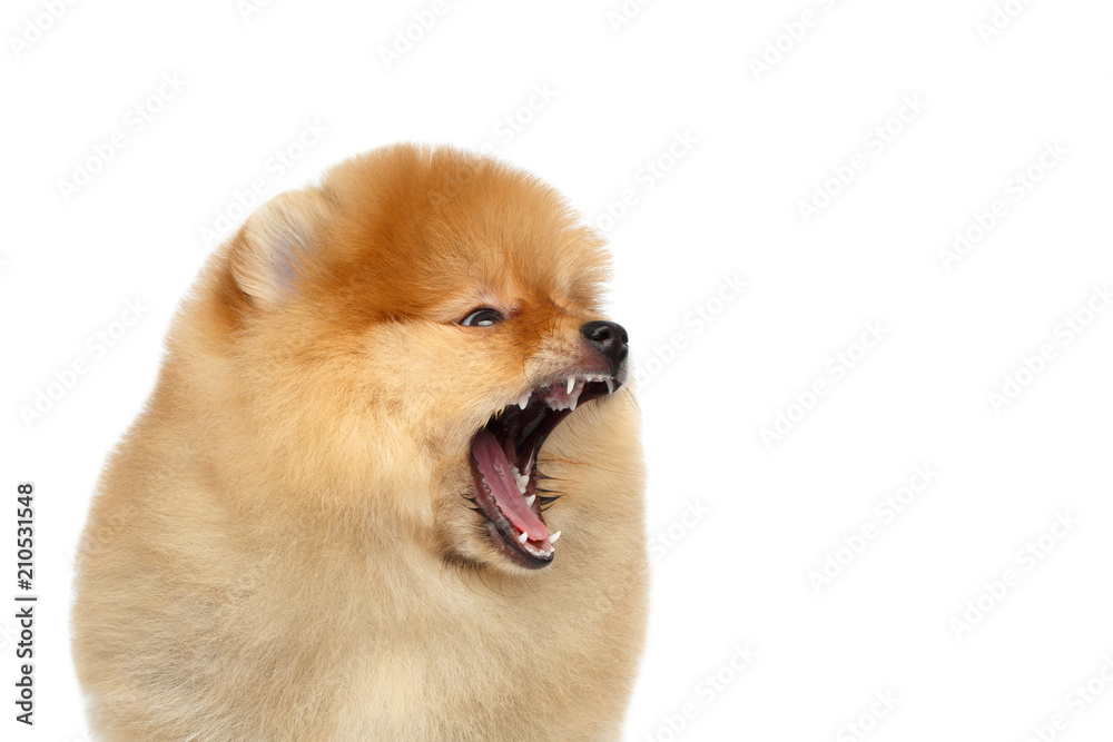 Portrait of Yawn miniature Pomeranian Spitz puppy on Isolated white background, profile view Portrait of Yawn miniature Pomeranian Spitz puppy on Isolated white background, profile view
