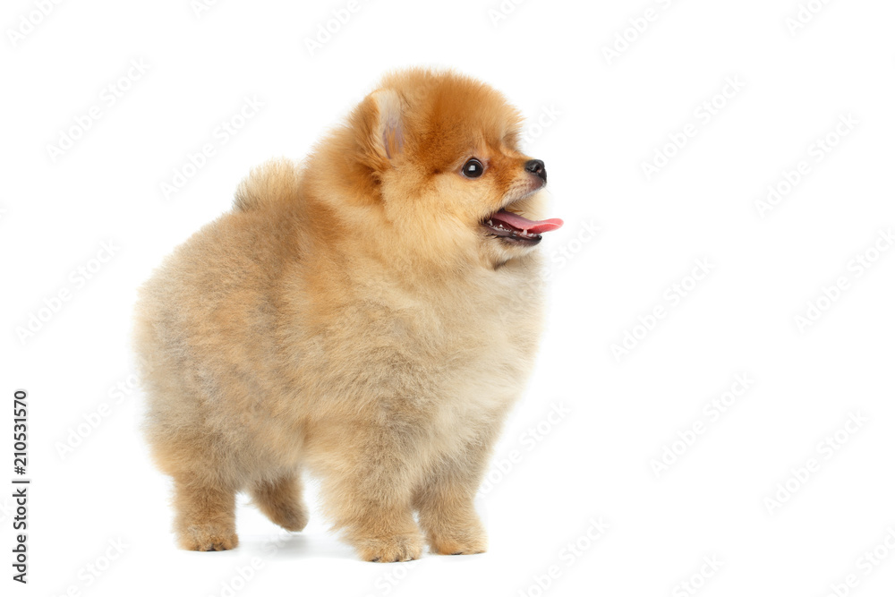 Happy miniature Pomeranian Spitz puppy Standing and Looking at side on Isolated white background, profile view Happy miniature Pomeranian Spitz puppy Standing and Looking at side on Isolated white background, profile view