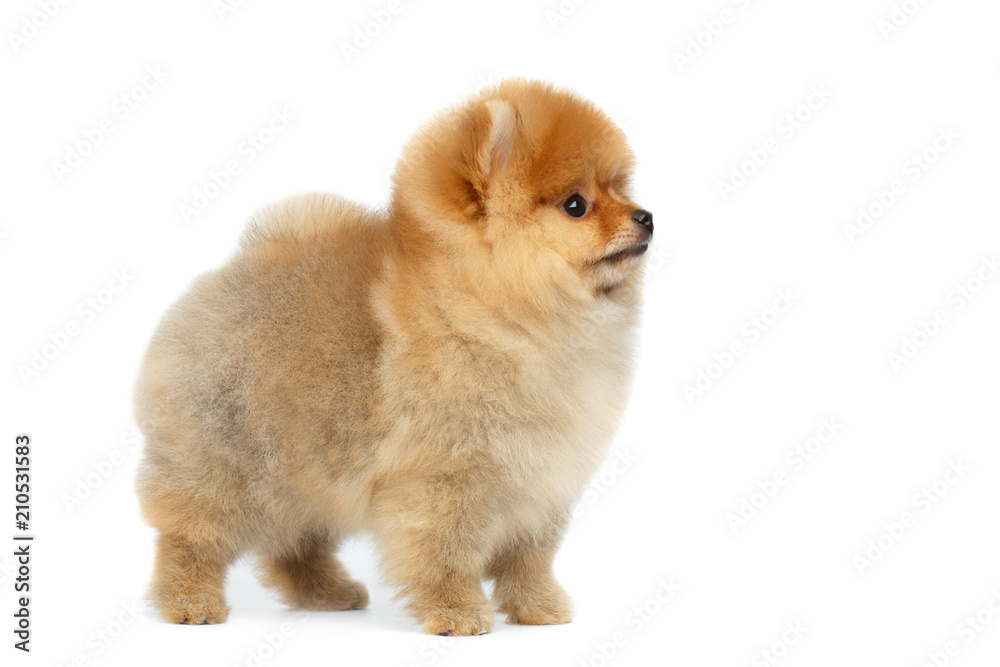 Happy miniature Pomeranian Spitz puppy Standing and Looking at side on Isolated white background, profile view Happy miniature Pomeranian Spitz puppy Standing and Looking at side on Isolated white background, profile view