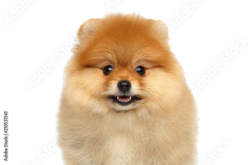 Portrait of Happy miniature Pomeranian Spitz puppy smiling in camera on Isolated white background, front view