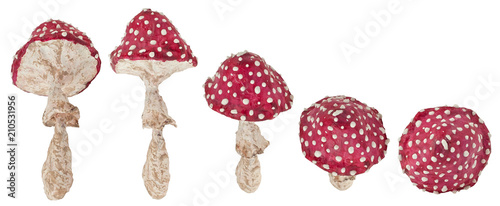 mushrooms are isolated on a white background