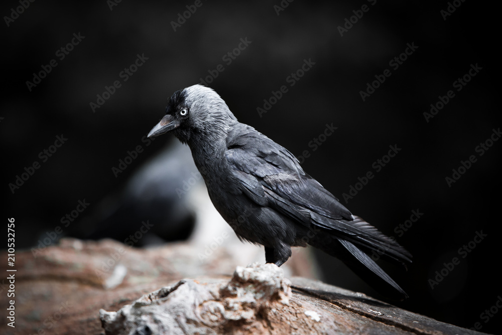 Naklejka premium crow