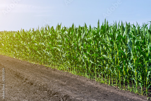 strong, even corn plants on the field, in the phase of the formation of the rock, under the sunny sky