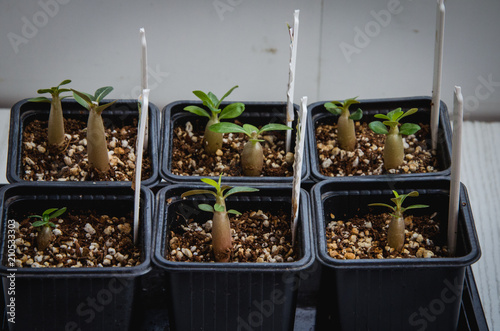 small adenium