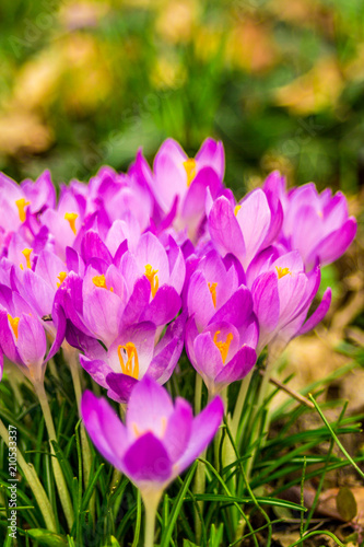 Crocus, plural crocuses or croci is a genus of flowering plants in the iris family. A single crocus, a bunch of crocuses, a meadow, close-up