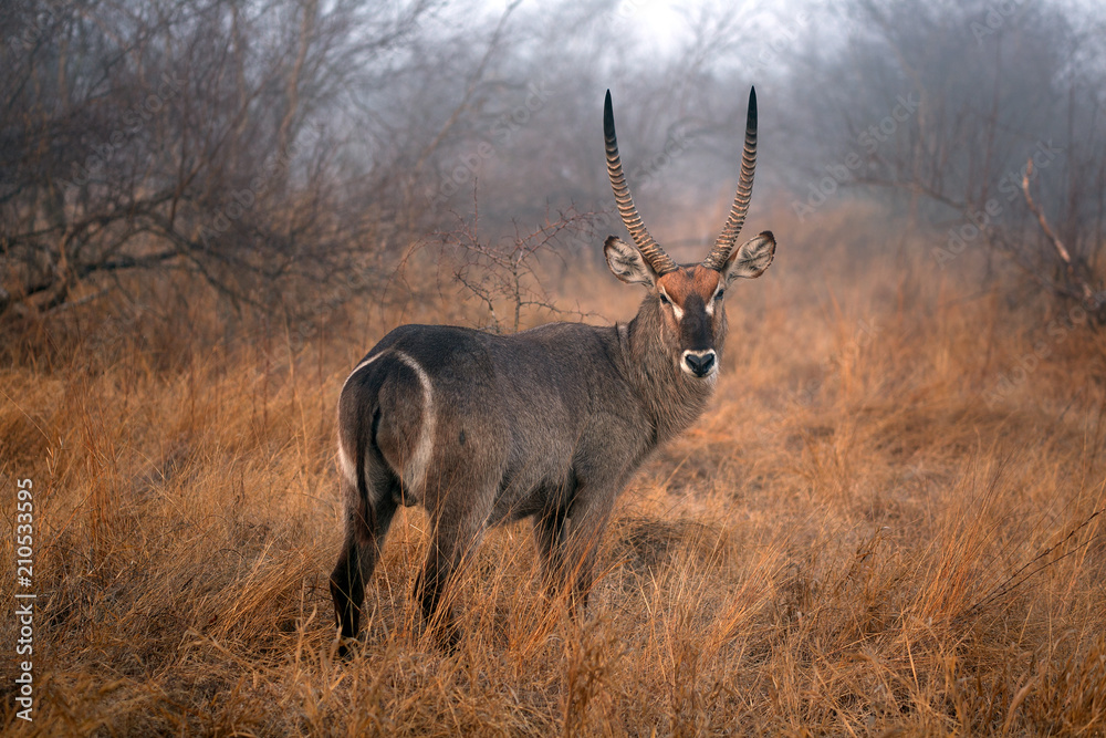 Fototapeta premium Wasserbock