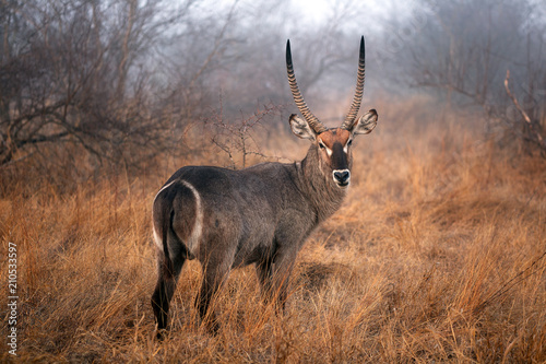 Wasserbock