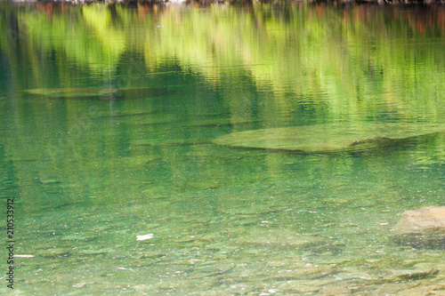 Clear water in the lake reflecting growing green trees. Green color background