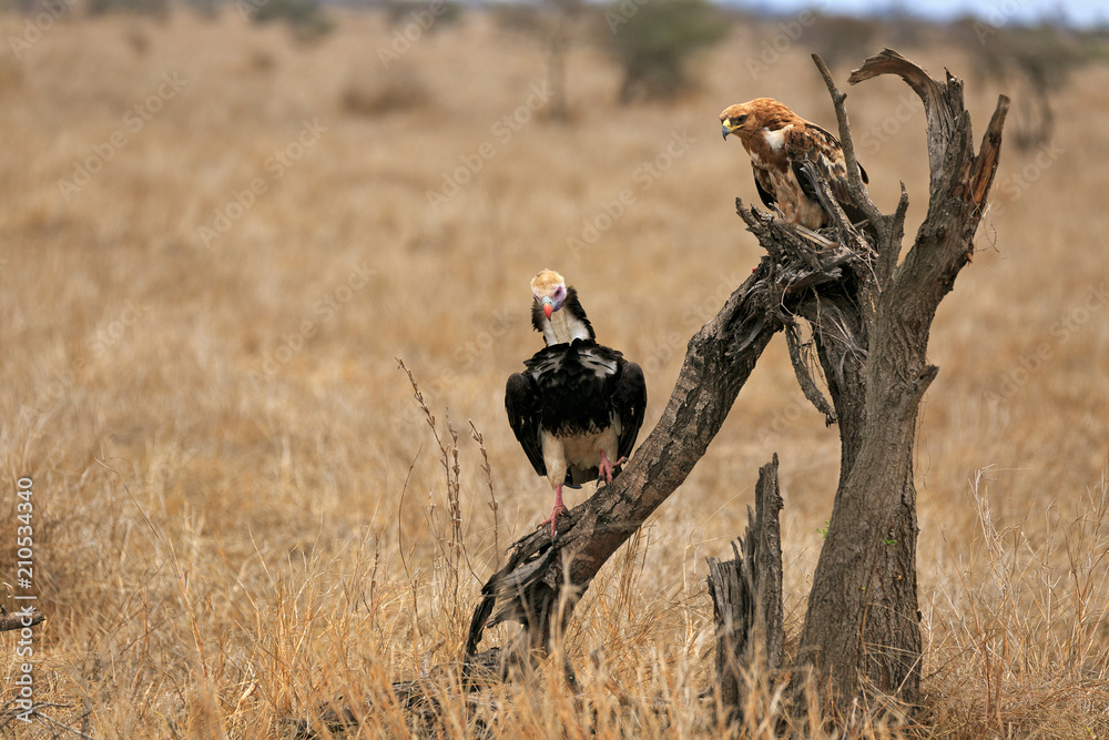 Fototapeta premium Adler und Geier
