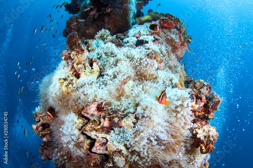 Coral reef garden in Palau, Micronesia