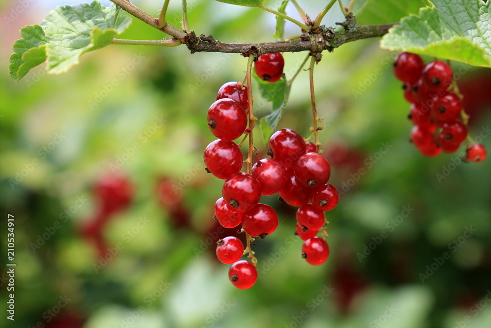Rote Johannisbeeren am Strauch - Ribes rubrum Rote Johannisbeeren am Strauch - Ribes rubrum