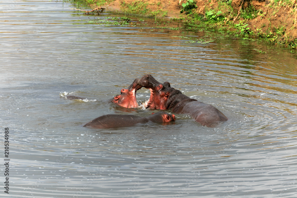 Fototapeta premium Flusspferde