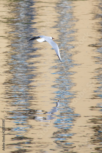 Seagull in flight against the background of the pond