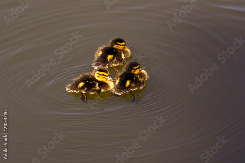 Little ducklings swim on the surface of the lake