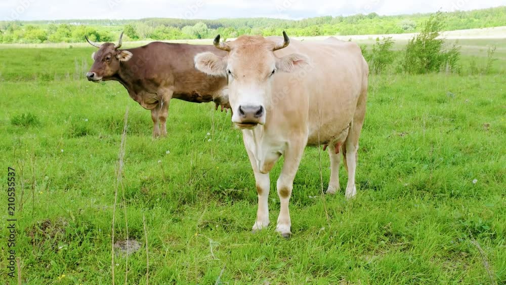 cow on farmland cow on farmland