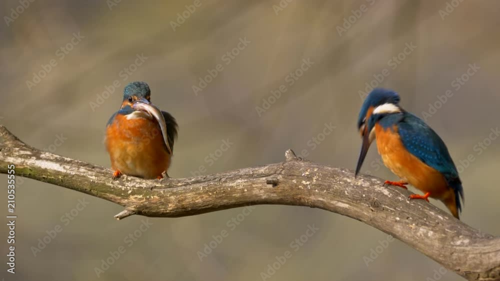 Common kingfisher couple