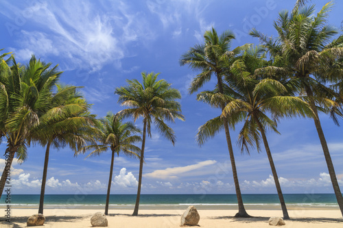 Coconut Trees On The White Beach.