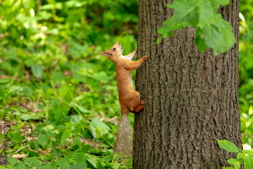 Squirrel on the tree in the park © schankz