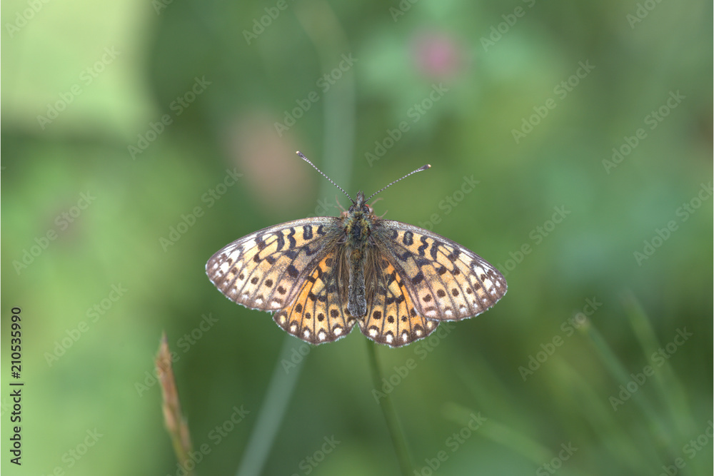 Obraz premium Falter auf Grashalm
