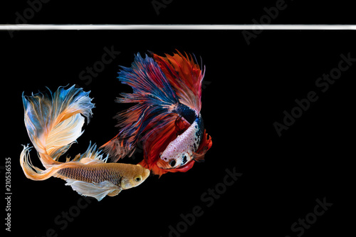 Two Halfmoon betta beautiful fish. capture the moving moment beautiful of siam betta fish in thailand on black background. Rhythmic of Betta fish, siamese, fighting fish, betta splendens. photo