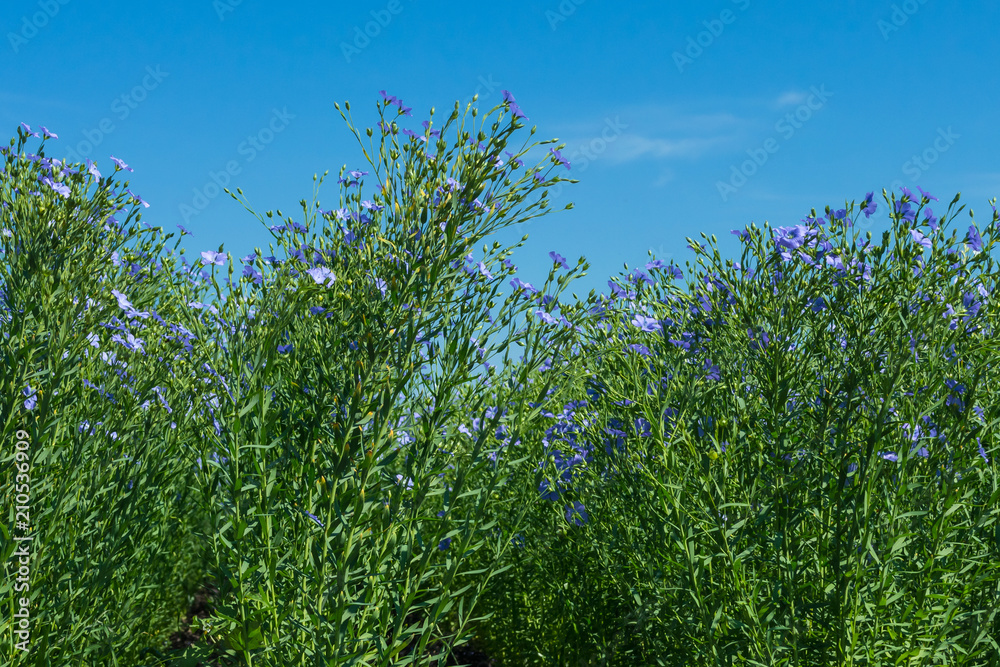 flowering, young plants of flax on the field, during harvesting, against the sky. Nearby there are beehives with bees. flowering, young plants of flax on the field, during harvesting, against the sky. Nearby there are beehives with bees.