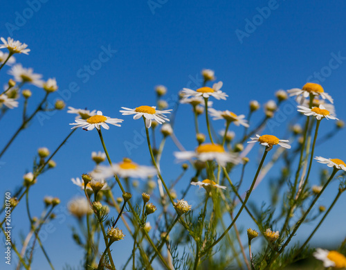 White daisy flowers field. © Ludmila Smite