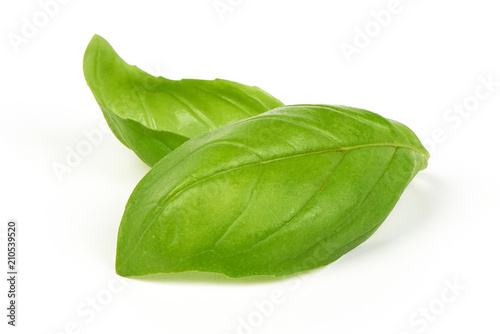 Sweet basil herb leaves bunch isolated on white background. Sweet Genovese basil.