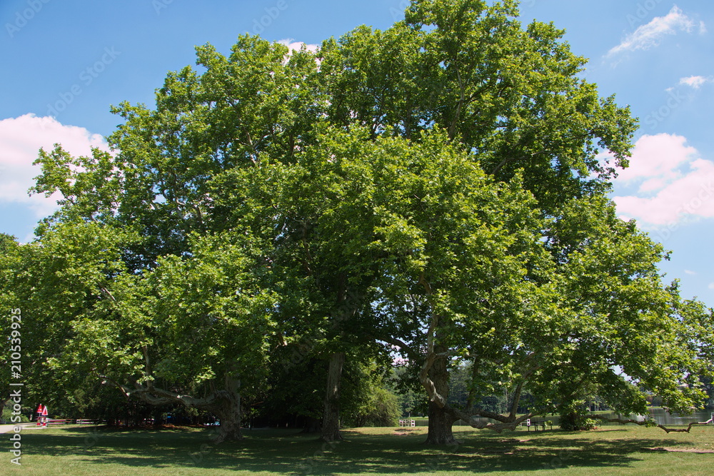 Trees in palace garden Laxenburg near Vienna
