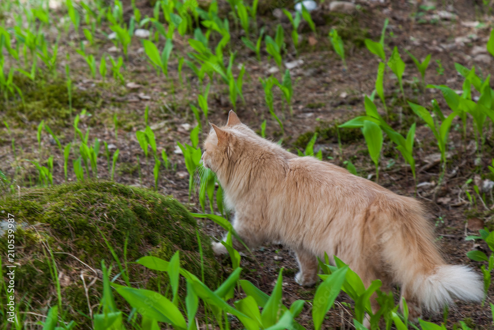 Fluffy red cat walks along wooden paths in the forest Fluffy red cat walks along wooden paths in the forest
