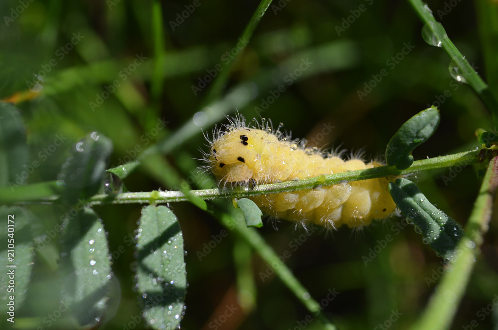Naklejka premium Yellow caterpillar insect
