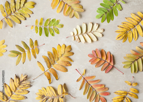 Rustic autumn background made of colorful fallen leaves.