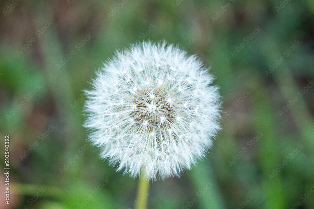 Dandelion flower closeup Dandelion flower closeup