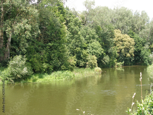 Landscape in June with trees  field  river
