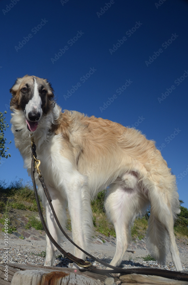 Young male borzoi stands at a beach, seen from a rather low angle. Young male borzoi stands at a beach, seen from a rather low angle.