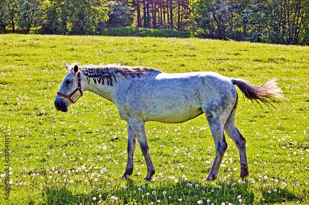Fototapeta premium Horse
