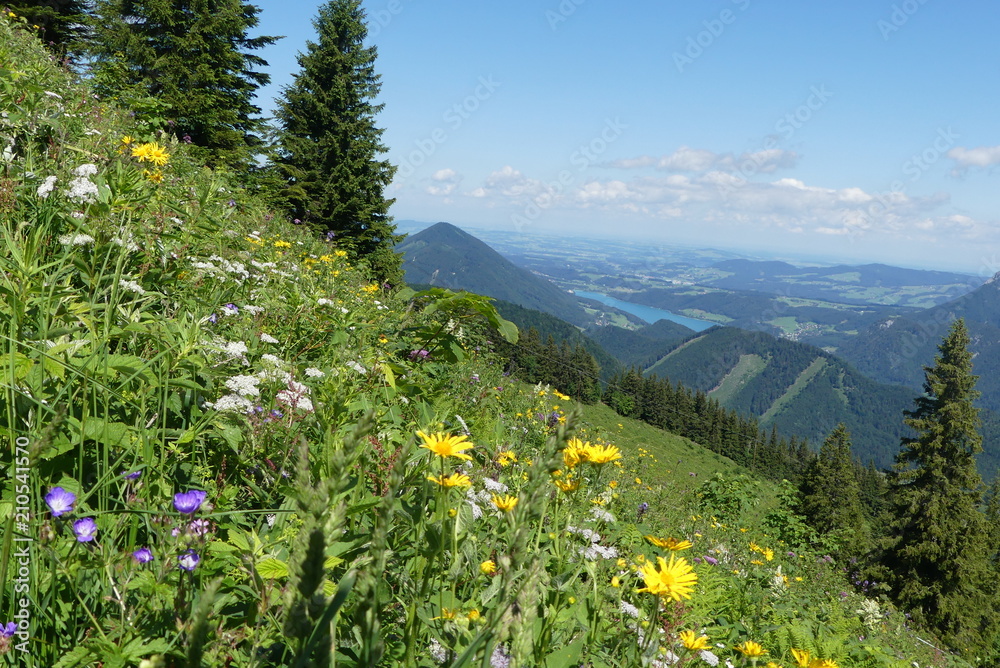 blühende Bergwiesen
