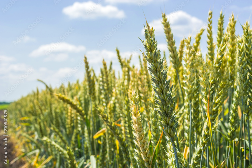 Obraz premium wheat ears, full of grain, on the field, against the sky and other plants