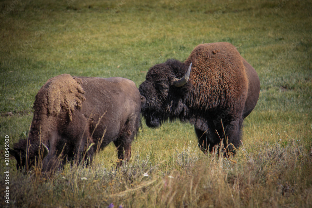 Buffalo, Yellowstone Nationalpark, male sniffs at female