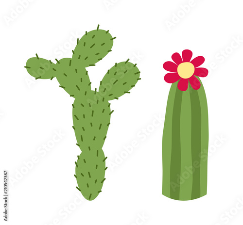 Blooming cactus and prickly pear. Isolated on white background. Vector illustration.