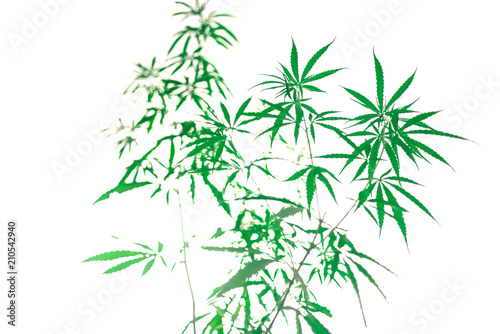 Marijuana isolated from white background.