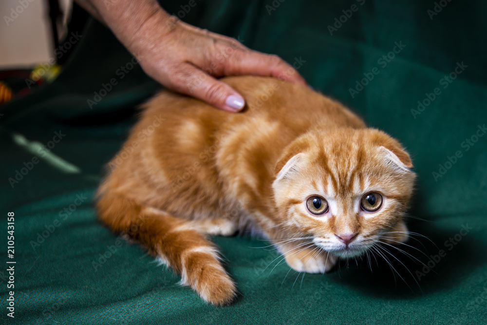 Red Scottish Kitten Red Scottish Kitten