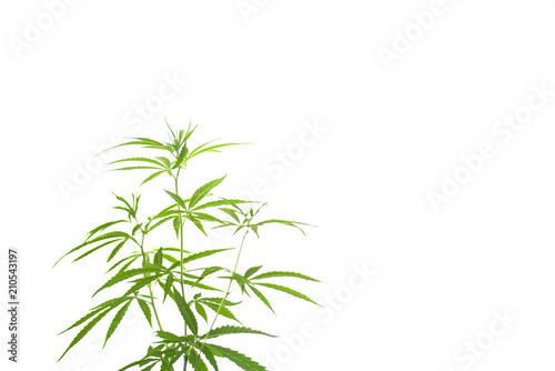 Fototapeta Naklejka Na Ścianę i Meble -  marijuana plant flowering stage growing outdoor. Medical marijuana with marijuana bud.