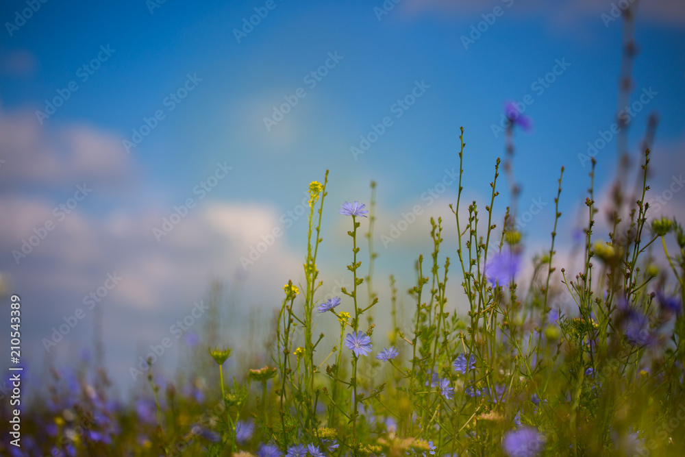 Wildblumen auf der Wiese, blauer Himmel