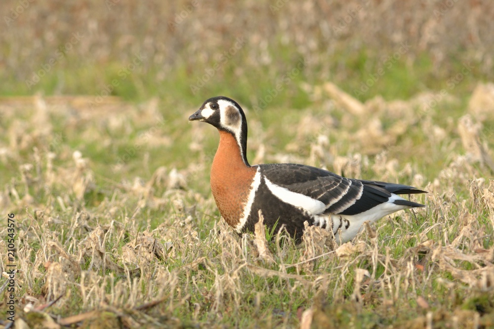 Obraz premium Red Breasted Goose (Branta ruficollis)