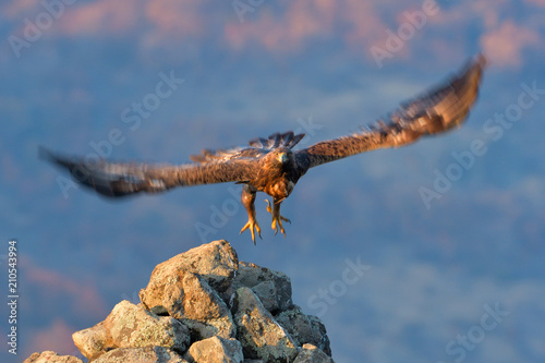Golden Eagle in Flight © Iliuta