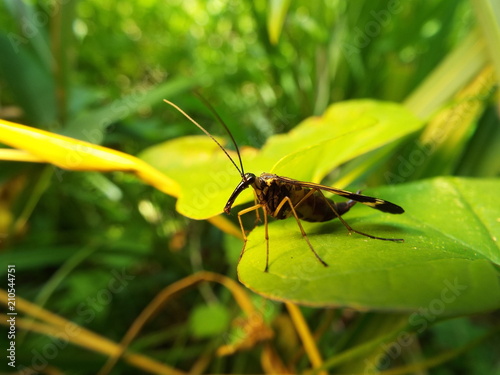 ヤマトシリアゲ scorpionfly © present4_u