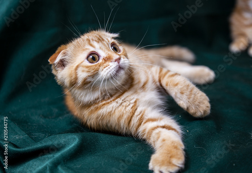 Fototapeta Naklejka Na Ścianę i Meble -  Red Scottish Kitten