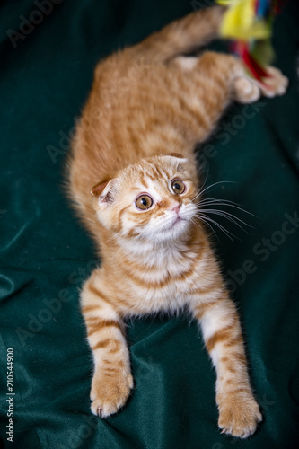 Red Scottish Kitten