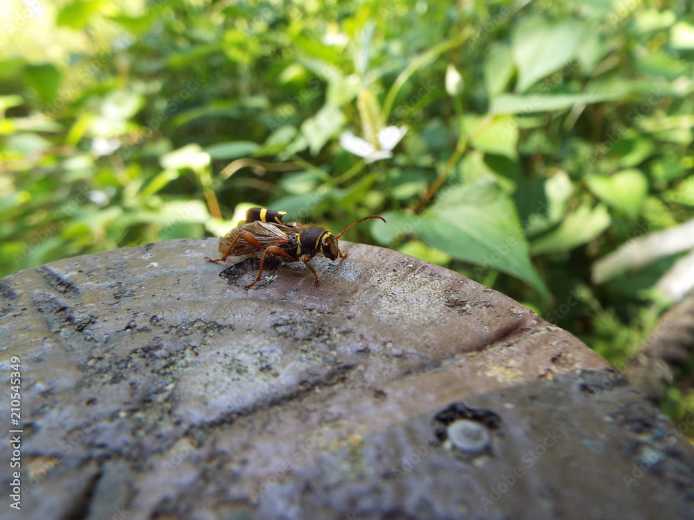 Fototapeta premium キスジトラカミキリ sawyer beetles