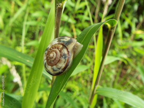 カタツムリ snail